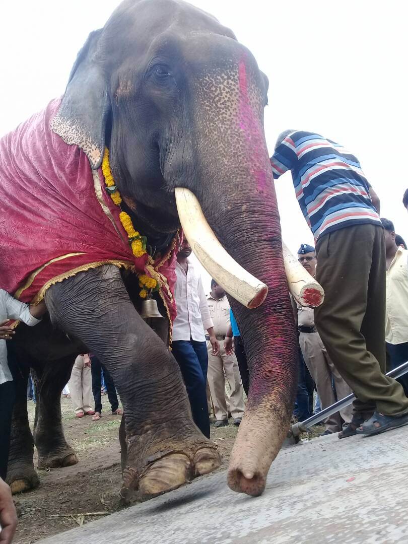 Gajraj the elephant's first steps towards freedom