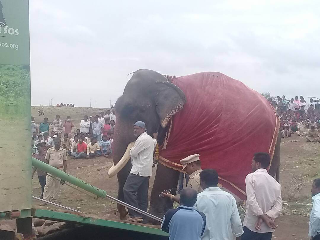 Gajraj the elephant's first steps towards freedom