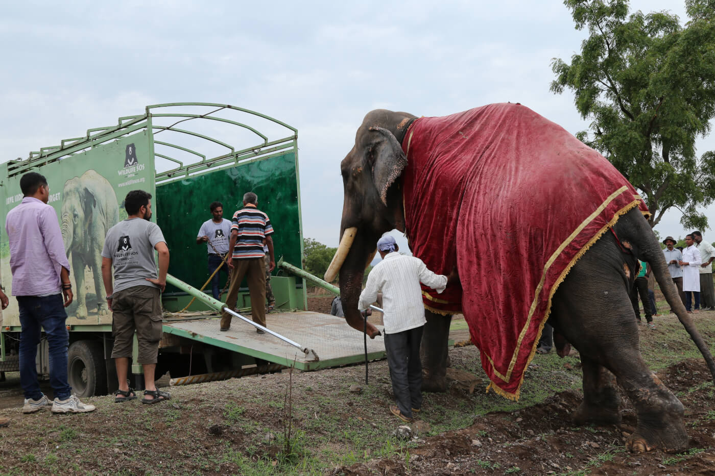 Gajraj the elephant's first steps towards freedom