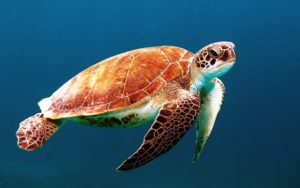 Sea turtle, marine wildlife