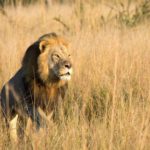 Xanda, Cecil the lion's son