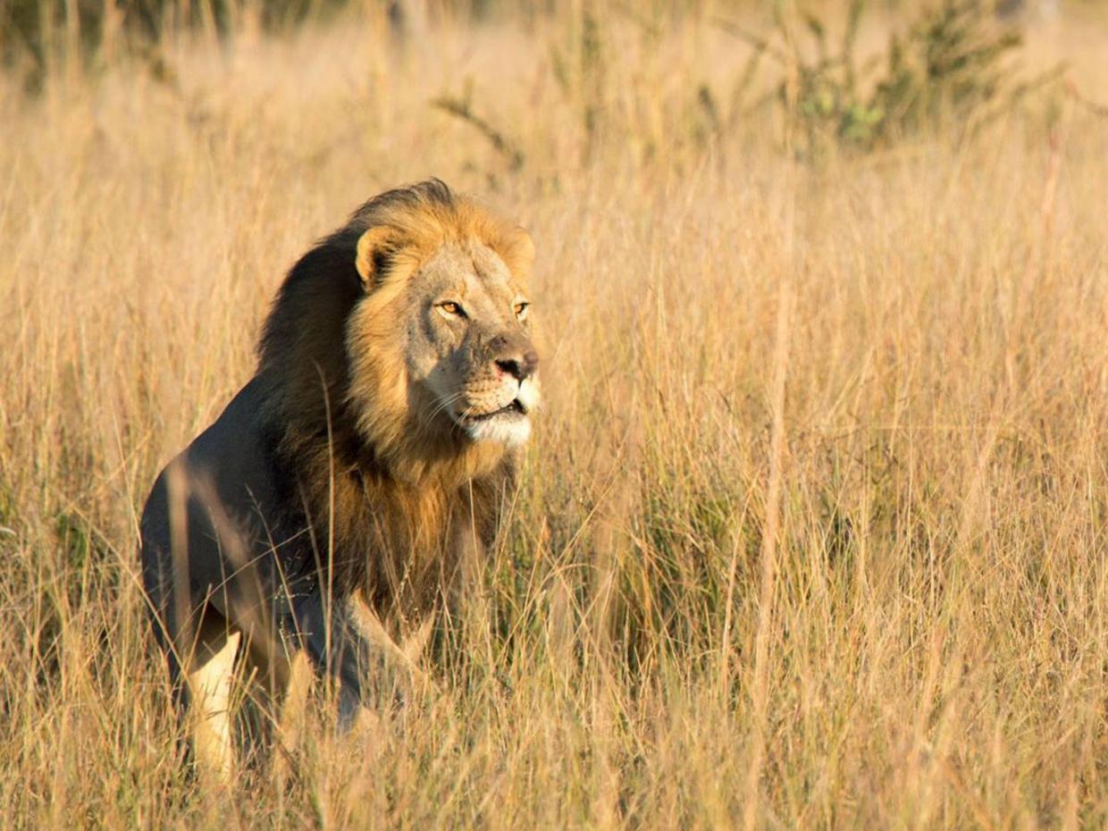 Xanda, Cecil the lion's son