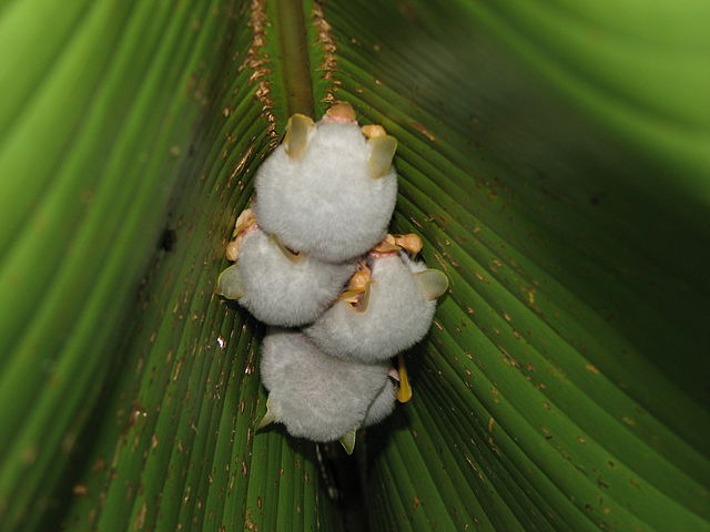 Honduran white bats