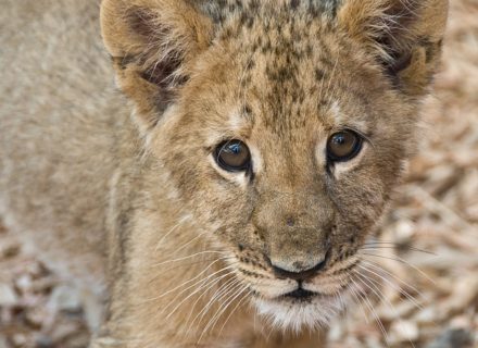 Lion cub