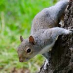 Curious squirrel