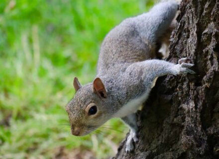 Curious squirrel